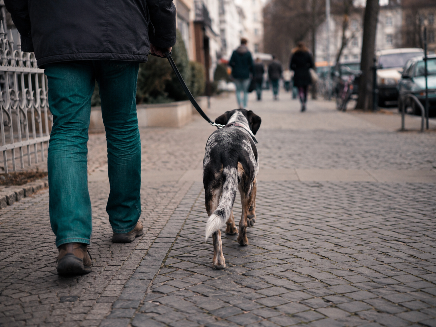 Hundehaftpflicht